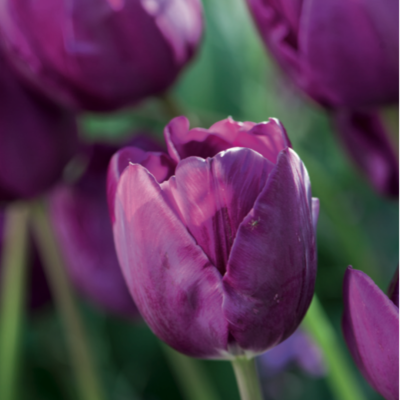 Tulipaner