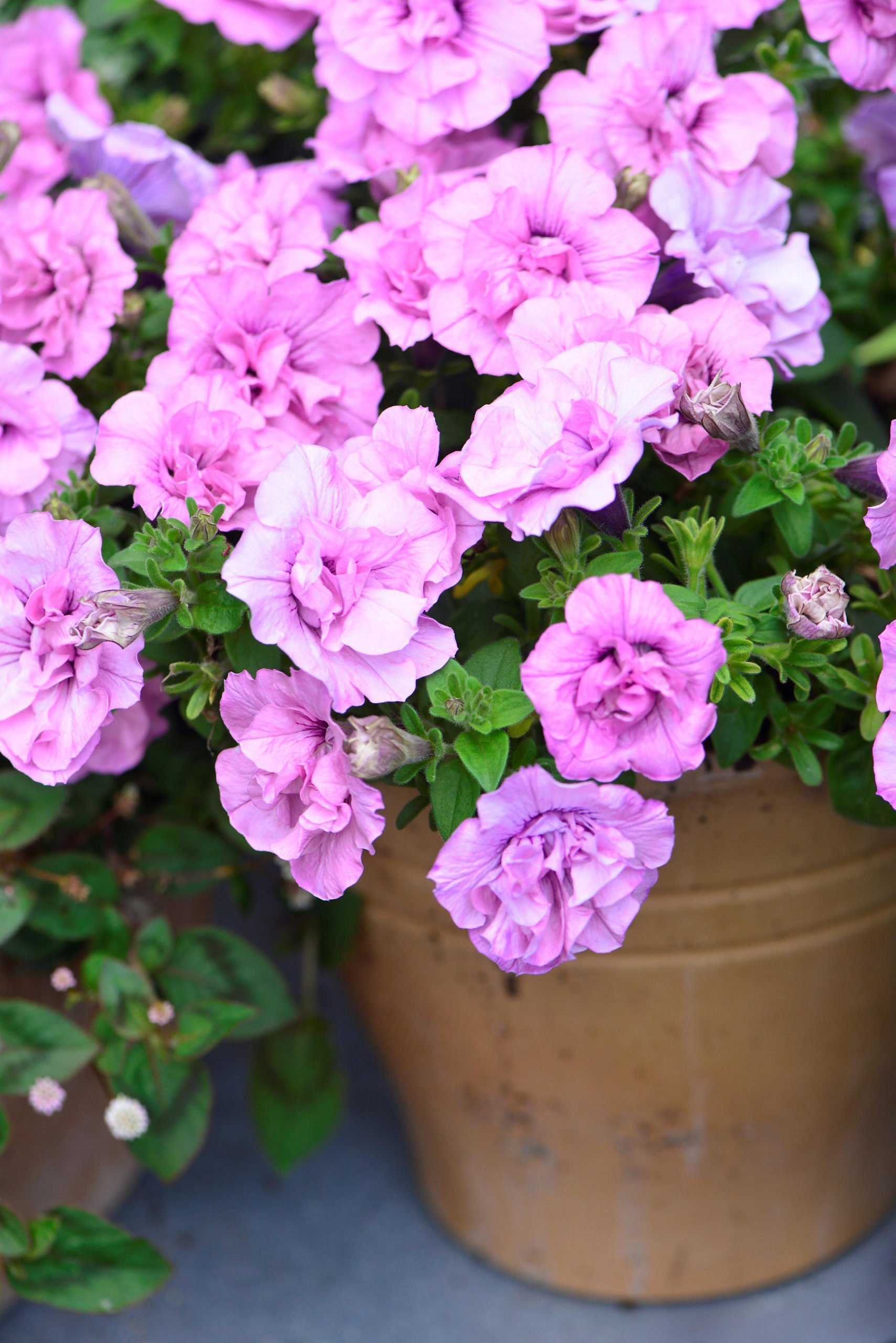 20140726_111555-scaled-1