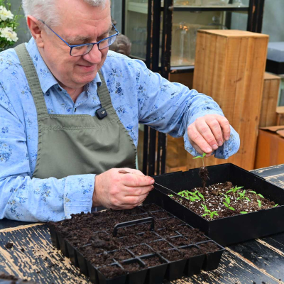 omprikling tomatplante
