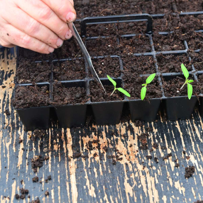 omprikling tomatplante