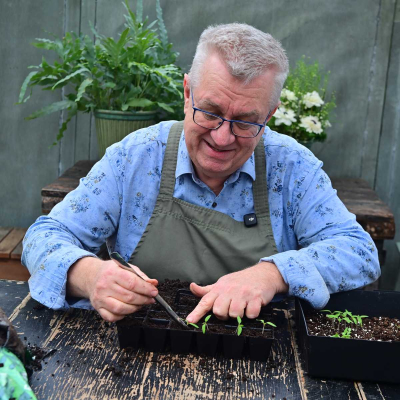Fra frø til tomatplante