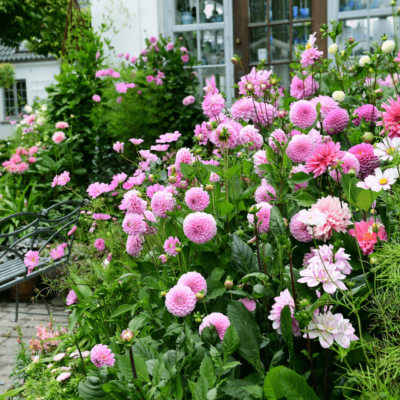 Dyrkning af Dahlia