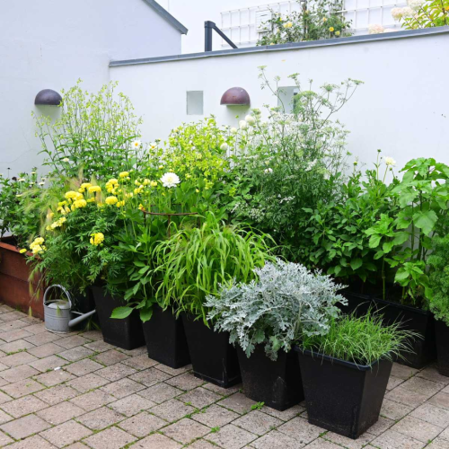 Sommerblomster i krukker