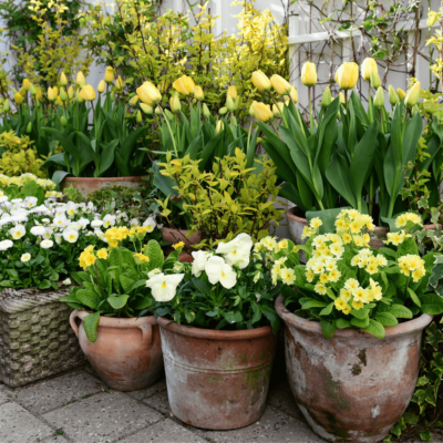 Forårsblomster i krukker