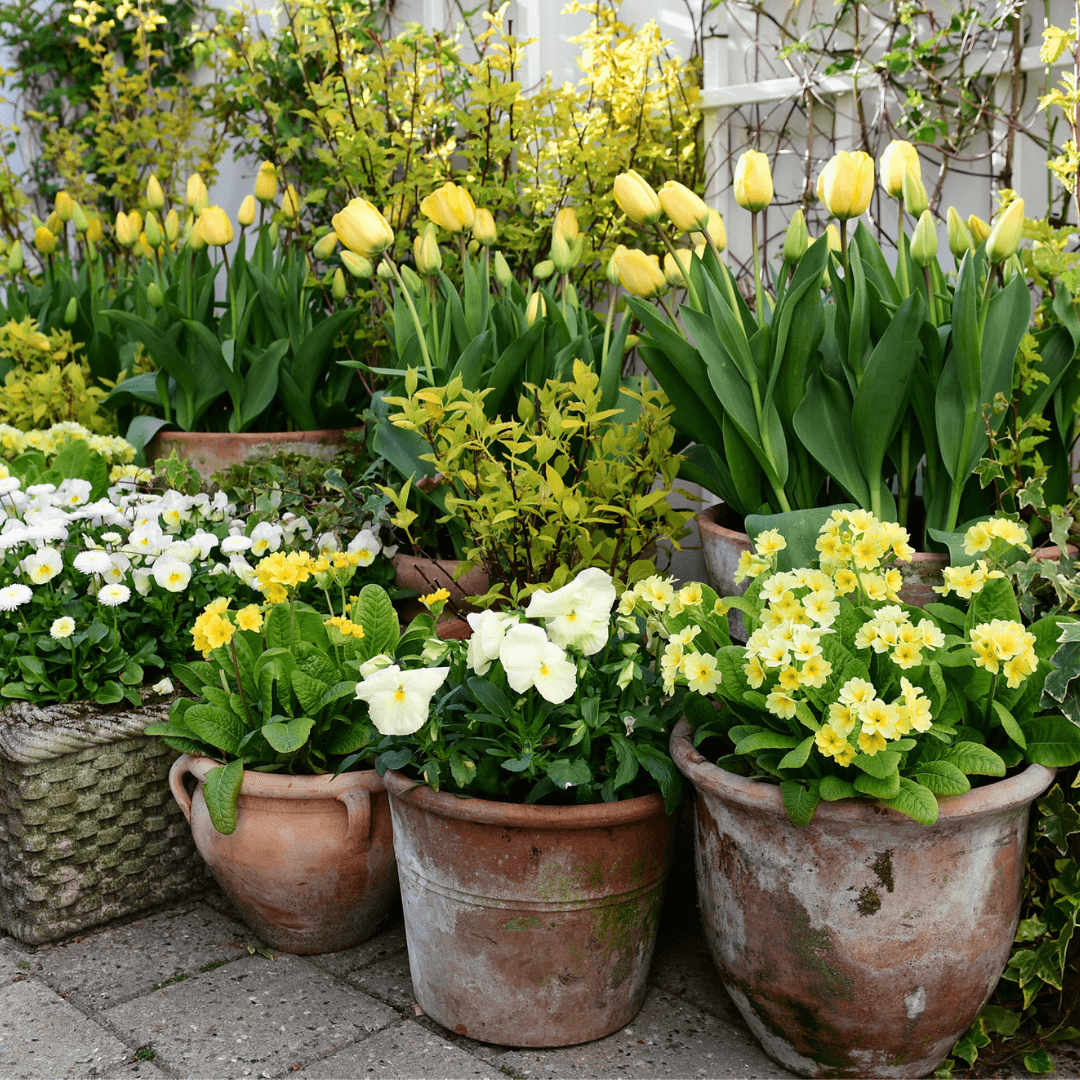 Forårsblomster i krukker