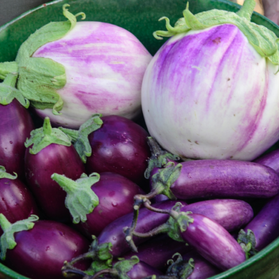 Aubergine i drivhus