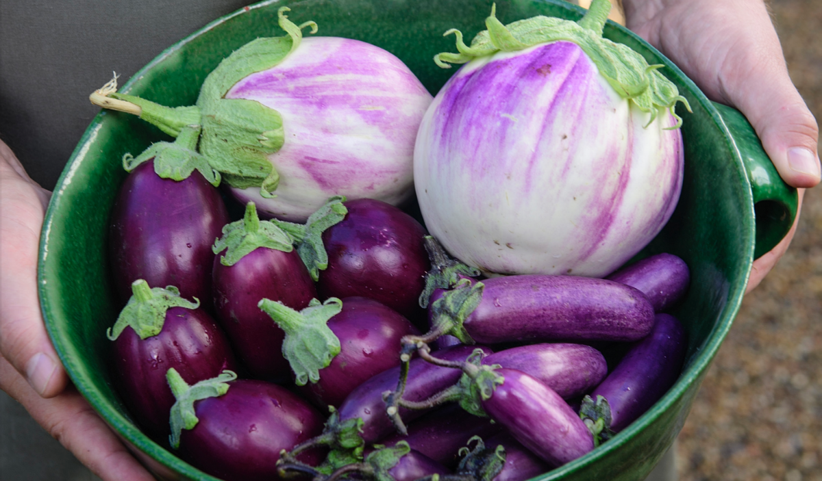 Aubergine i drivhus