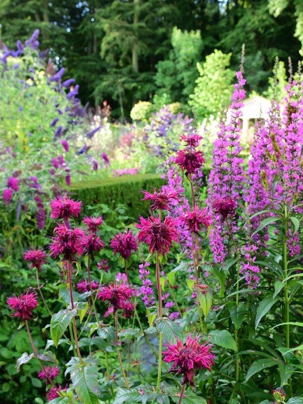 close-uo-blomster-claus-dalby