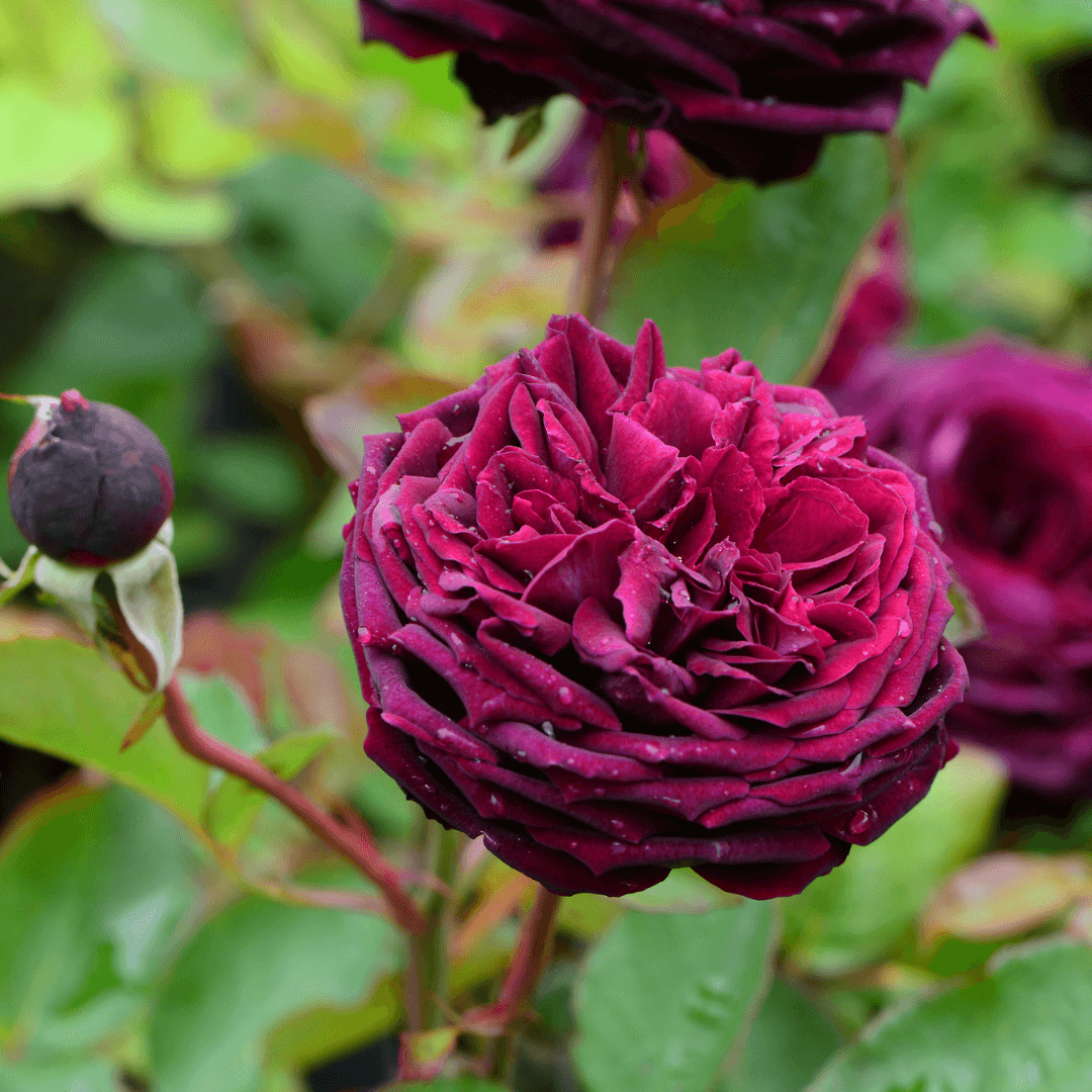 Rose ved Claus Dalby