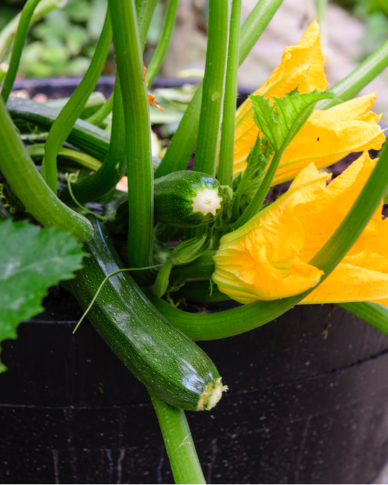 Squash